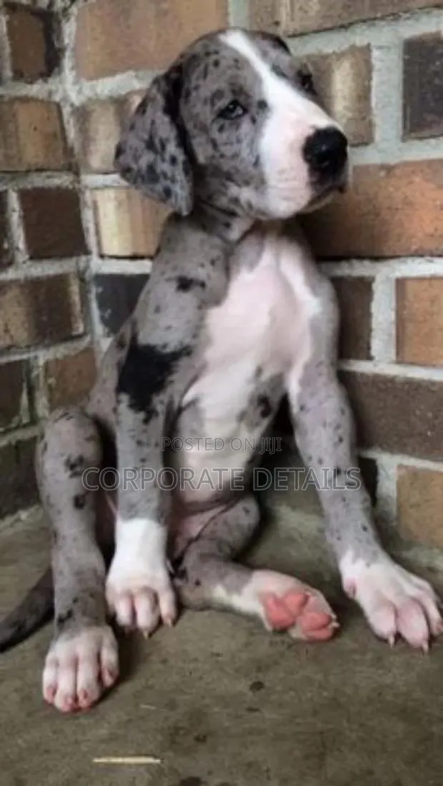 1-3 months Male Purebred Great Dane · Photo 1