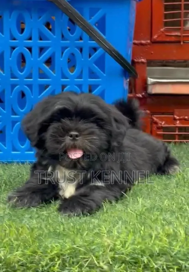 1-3 months Male Purebred Poodle · Photo 1