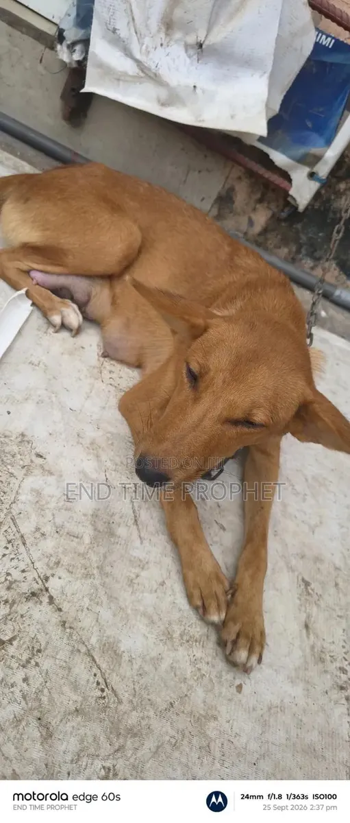 1+ year Female Mixed Breed Mongrel (No Breed) · Photo 2