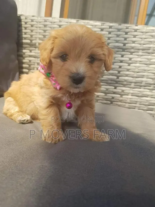 1-3 months Male Purebred Poodle · Photo 1