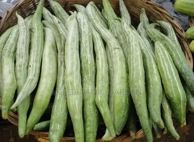 Snake Gourd Seeds –40 Seeds for 50 Cedis · Photo 1