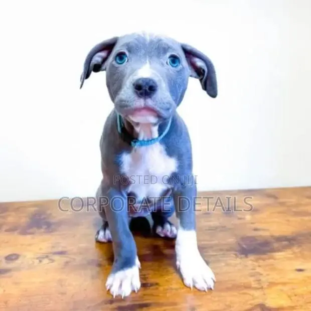 1-3 months Male Purebred American Pit Bull Terrier · Photo 1