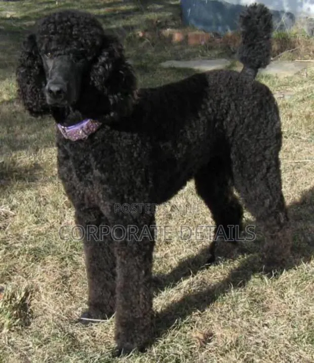 3-6 months Female Purebred Poodle · Photo 1