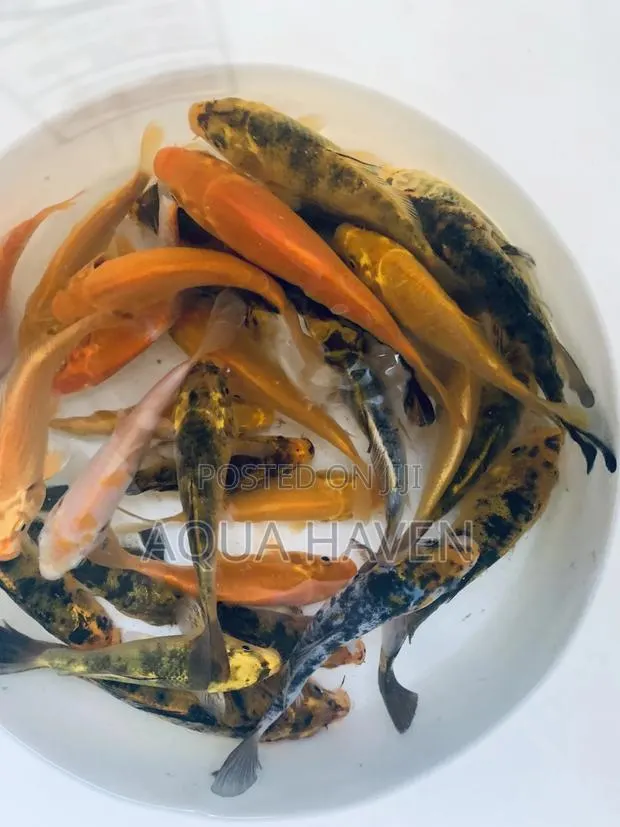 Koi Fishes · Photo 1