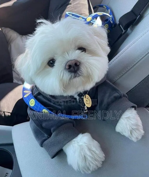 1-3 months Male Purebred Poodle · Photo 1