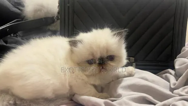 1-3 months Female Purebred Persian · Photo 1