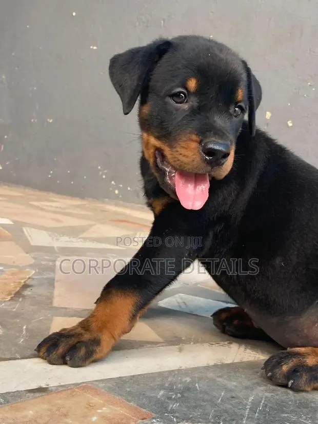 1-3 months Female Purebred Rottweiler · Photo 1
