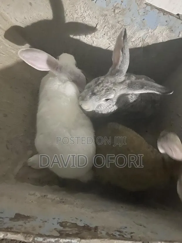 Rabbits Farm · Photo 1