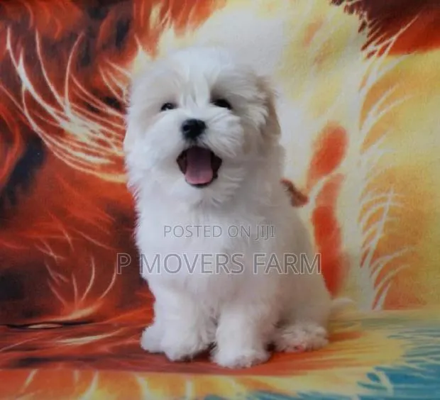 1-3 months Male Purebred Maltese · Photo 1