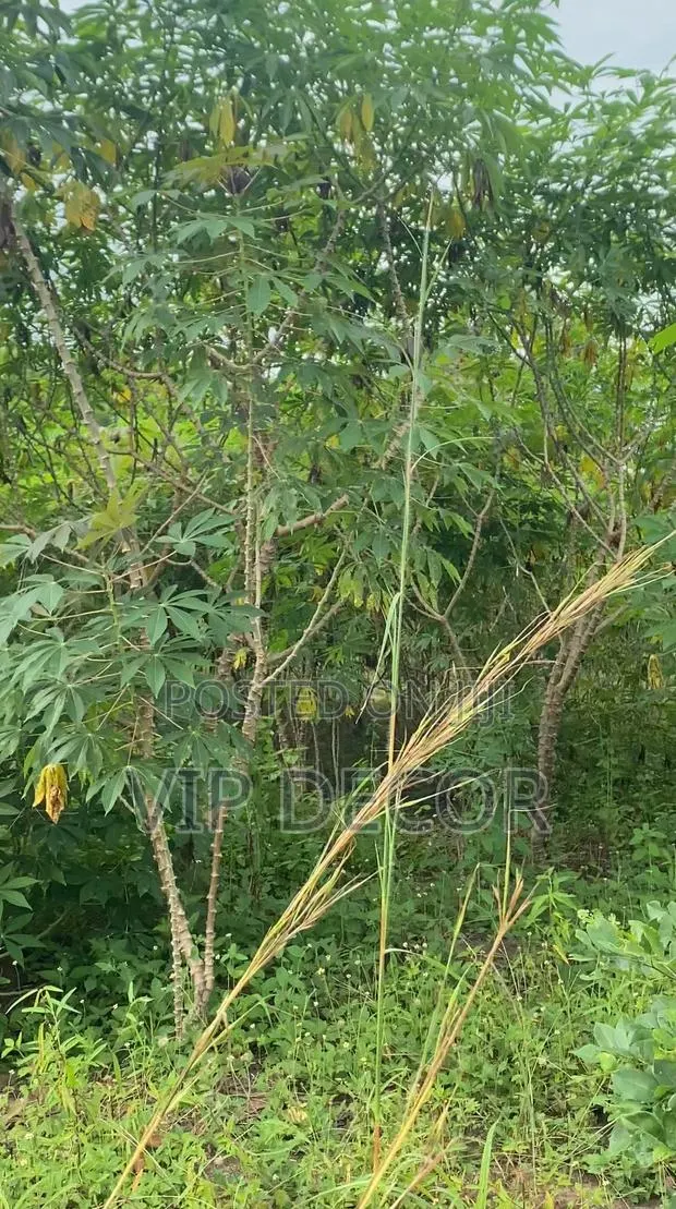 Gari, Ethanol Cassava · Photo 2