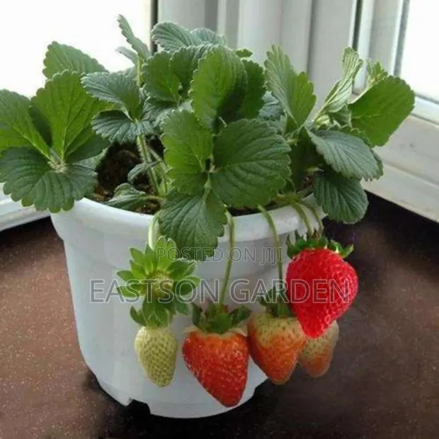 Exotic Grapes and Strawberry Seedlings · Photo 1