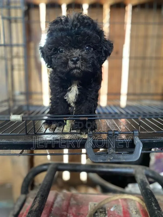 1-3 months Male Purebred Poodle · Photo 1