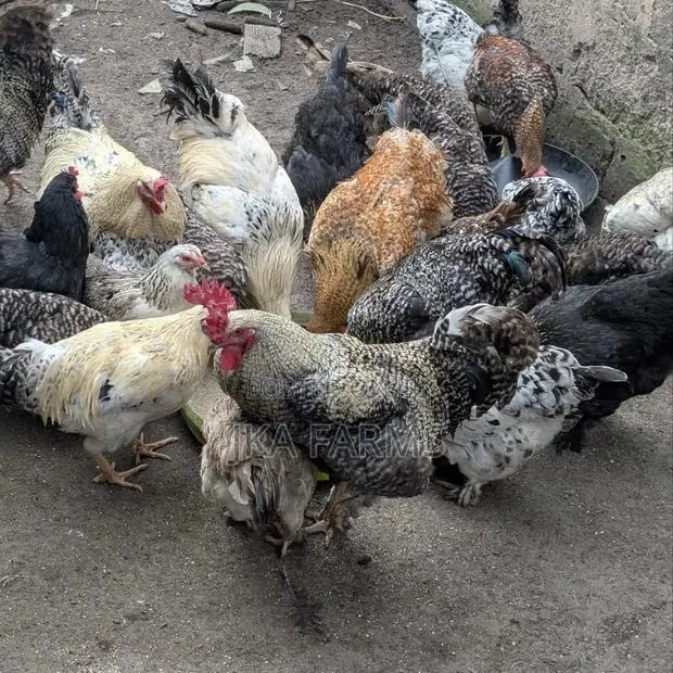 Organic Chickens for Sale · Photo 1