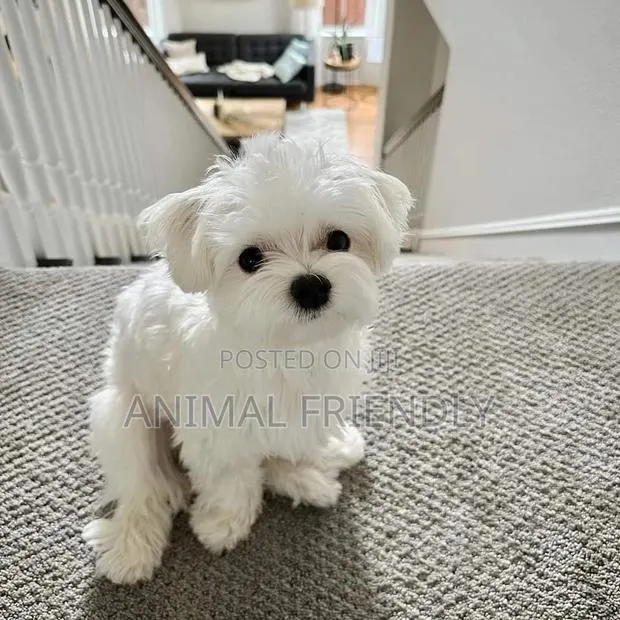 1-3 months Male Purebred Maltese · Photo 1