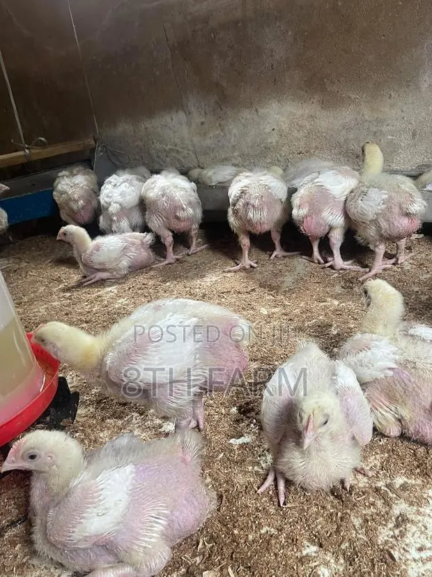 Broiler Day Old Chicks · Photo 1