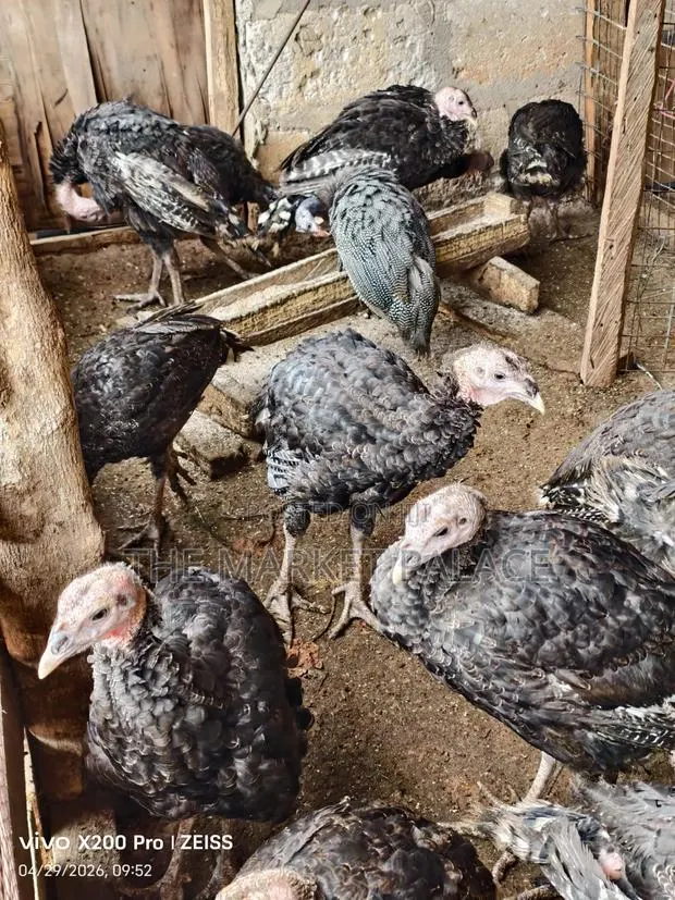 Pure Foreign Breed Turkeys · Photo 1