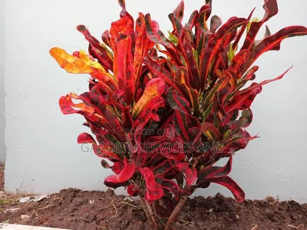 Twisted Croton for Sale · Photo 1