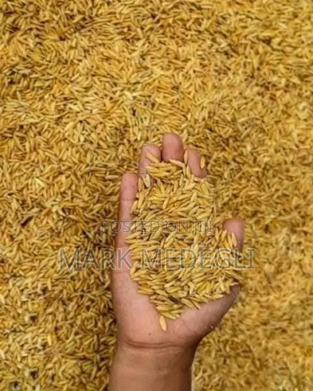 Paddy Rice Available in Adaklu Volta Ghana · Photo 1