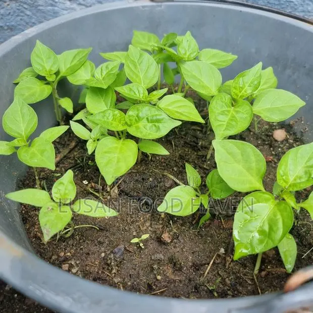 Habanero Pepper Seedlings Available for Sale · Photo 2