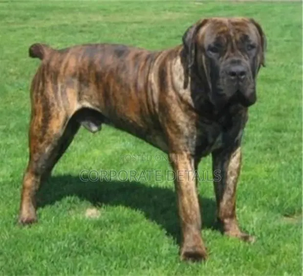 1+ year Male Purebred Boerboel · Photo 1