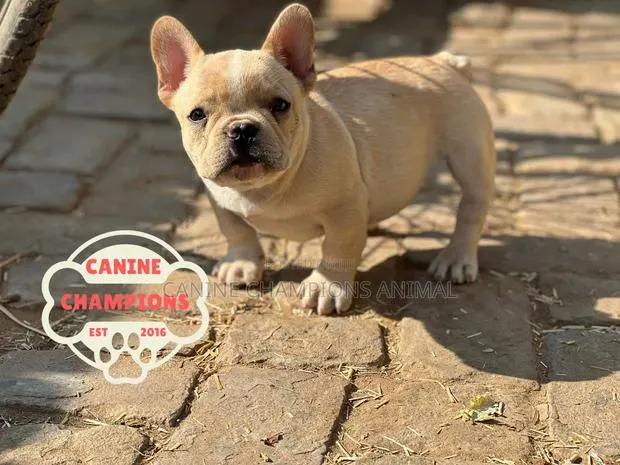 1-3 months Female Purebred French Bulldog · Photo 1