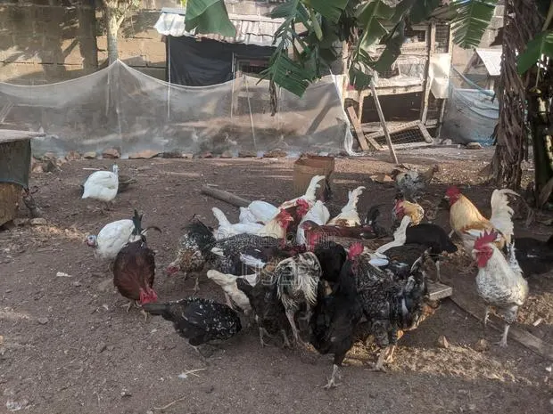 Organic Cocks for Sale · Photo 1