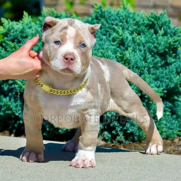 1-3 months Male Purebred American Pit Bull Terrier · Photo 1