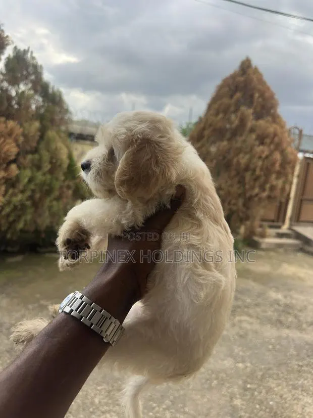 1-3 months Female Purebred Poodle · Photo 1