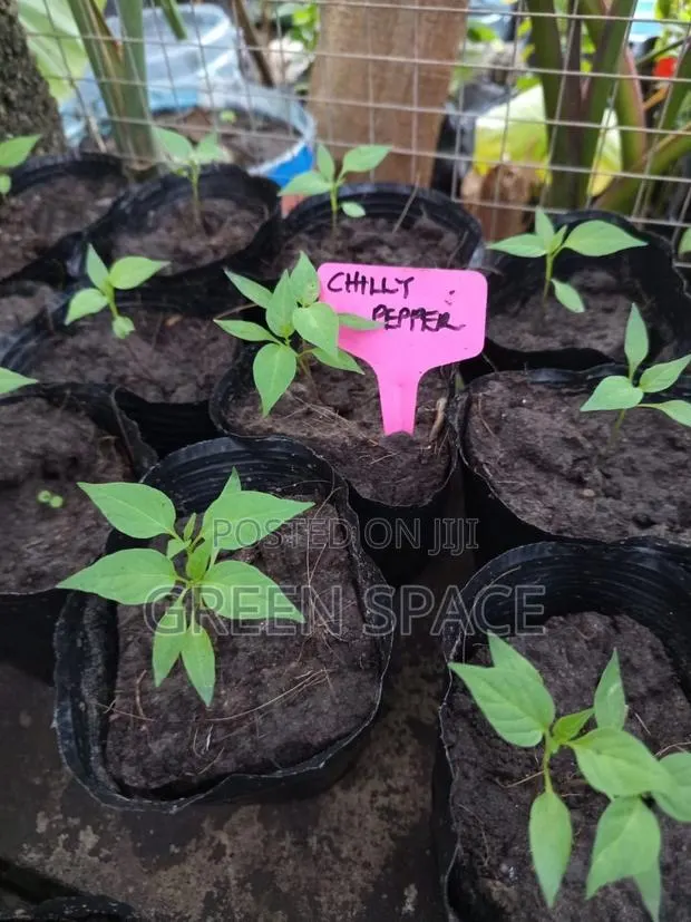 Chili Pepper Seedlings · Photo 1
