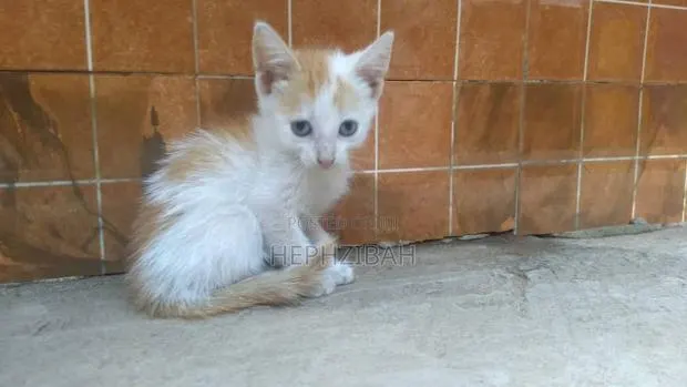 1-3 months Female Purebred Persian · Photo 1