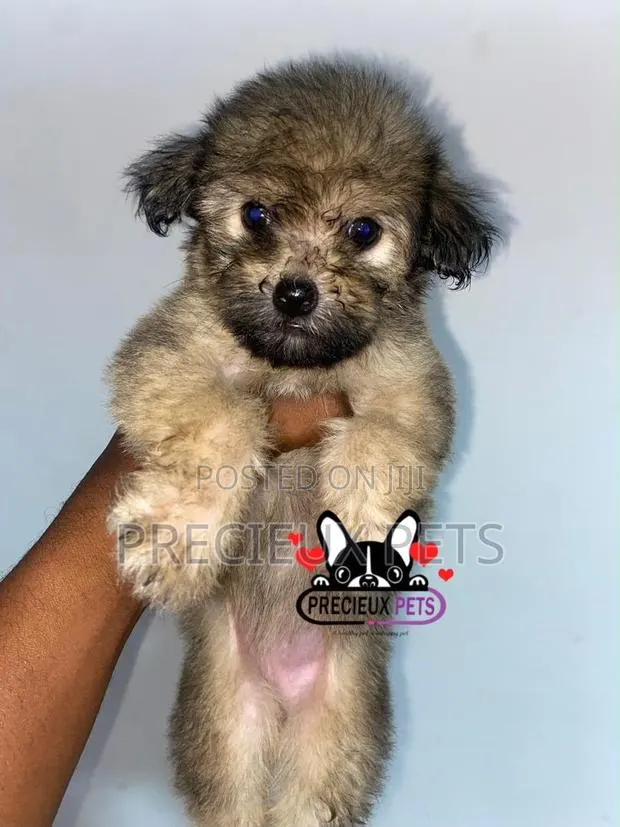 1-3 months Male Purebred Maltipoo · Photo 1