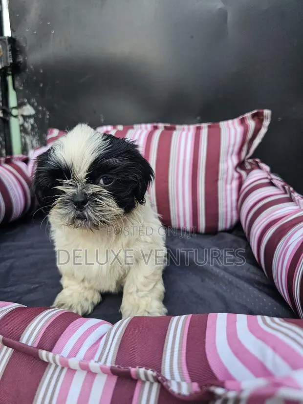 1-3 months Female Purebred Shih Tzu · Photo 1