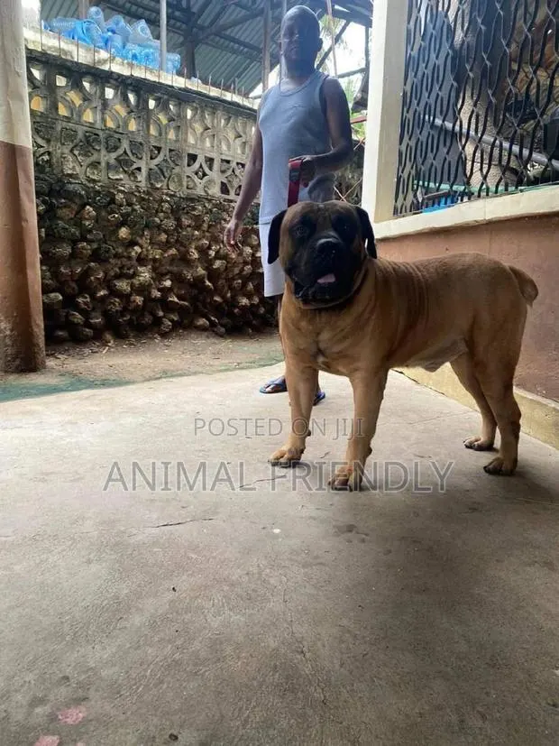 1-3 months Male Purebred Boerboel · Photo 1