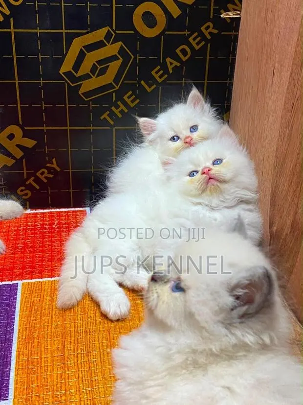 1-3 months Female Purebred Persian · Photo 1