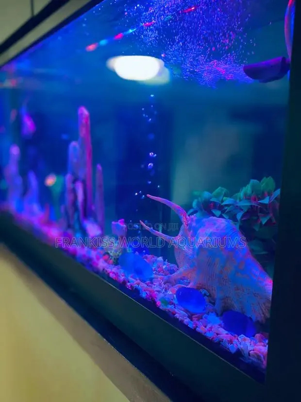 Double View Wall Unit Aquarium · Photo 4
