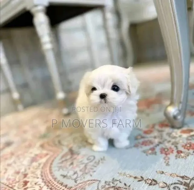 1-3 months Male Purebred Maltese · Photo 1