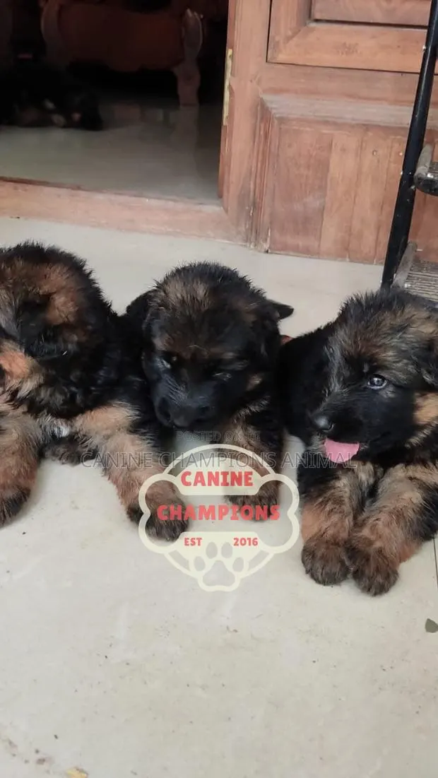 1-3 months Female Purebred German Shepherd · Photo 1