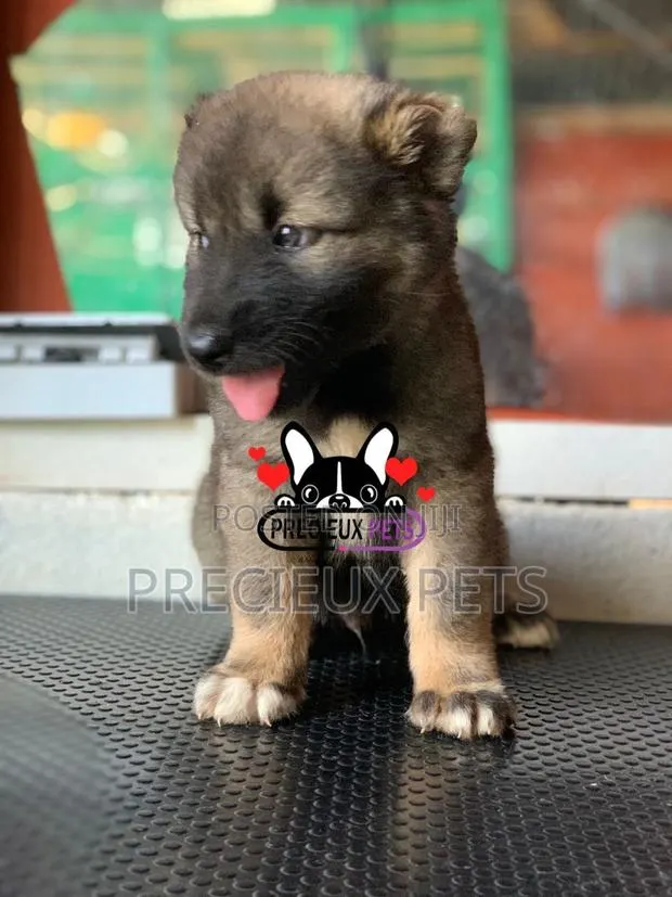 1-3 months Male Purebred Caucasian Shepherd · Photo 1