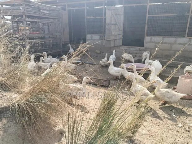 4 Weeks Jumbo Pekins · Photo 1