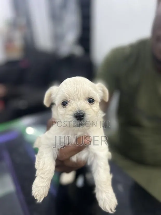 0-1 month Female Purebred Maltese · Photo 1