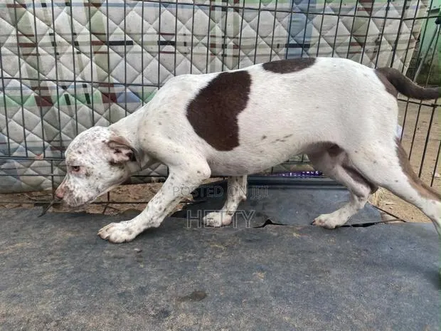 1-3 months Male Purebred American Pit Bull Terrier · Photo 1
