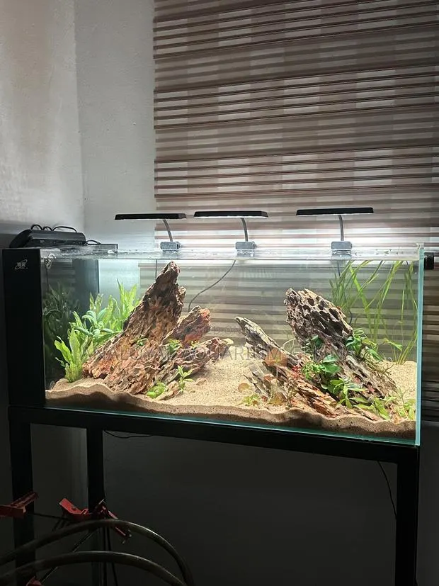 Iwagumi Style Aquarium · Photo 1