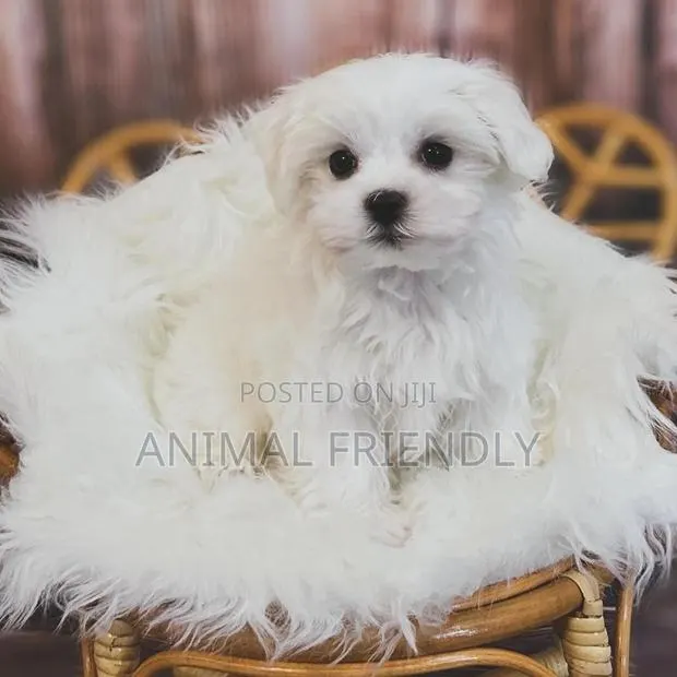 1-3 months Female Purebred Lhasa Apso · Photo 1