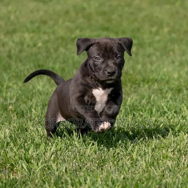 1-3 months Male Purebred American Pit Bull Terrier · Photo 1
