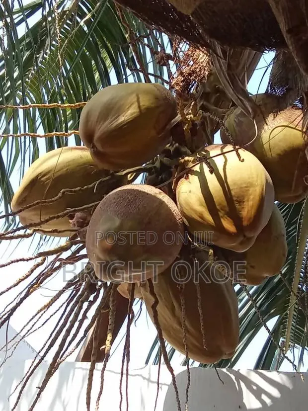 Fresh Coconut · Photo 1