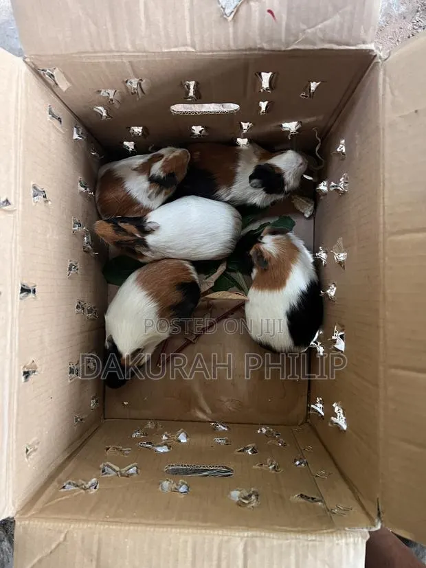 Guinea Pigs for Sale · Photo 4