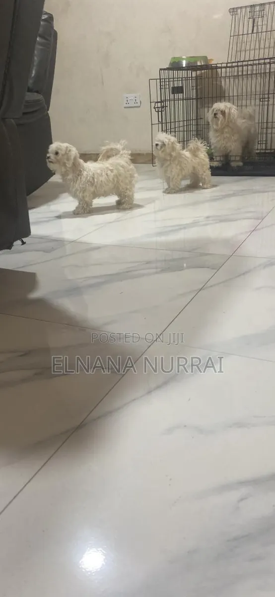 1-3 months Male Purebred Maltese · Photo 1