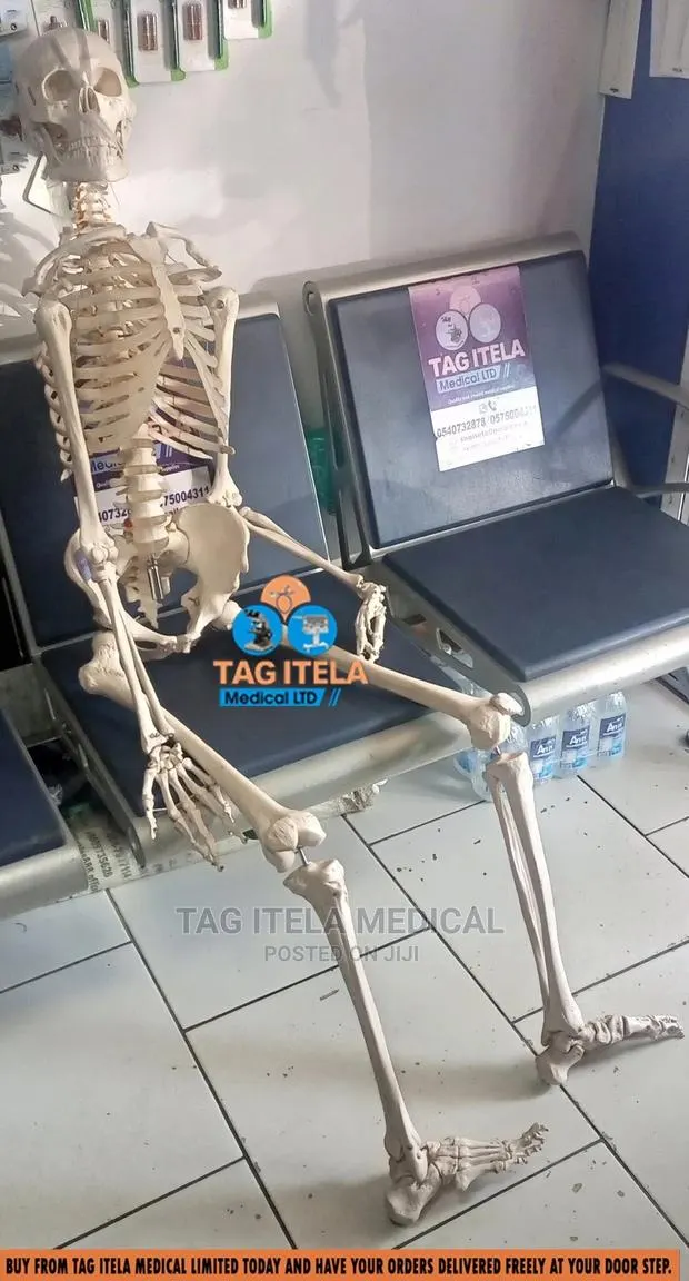 Skeleton Model (85cm) · Photo 5