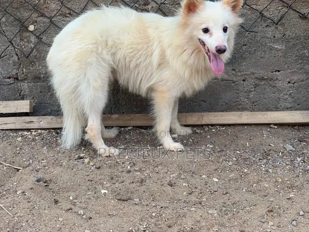 6-12 months Male Purebred American Eskimo · Photo 1