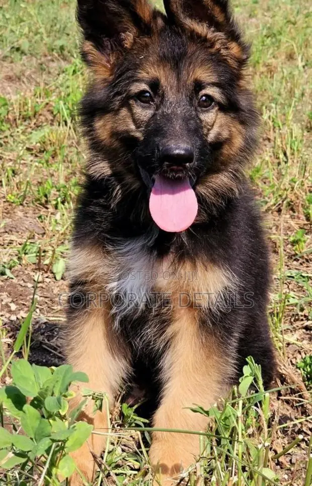 1-3 months Male Purebred German Shepherd · Photo 1